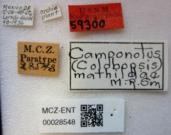 Media type: image;   Entomology 28548 Aspect: labels